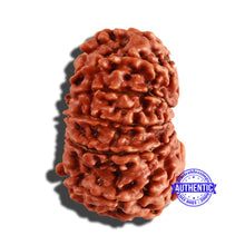 Load image into Gallery viewer, 12 Mukhi Nepalese Rudraksha - Bead No 208
