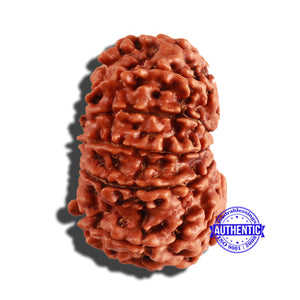 12 Mukhi Nepalese Rudraksha - Bead No 208