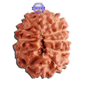 12 Mukhi Indonesian Rudraksha - Bead No. 256