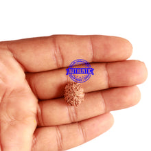 Load image into Gallery viewer, 12 Mukhi Indonesian Rudraksha - Bead No. 256
