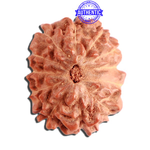 12 Mukhi Indonesian Rudraksha - Bead No. 256