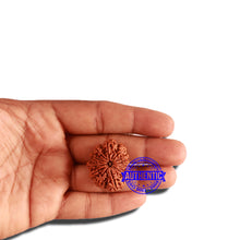 Load image into Gallery viewer, 12 Mukhi Nepalese Rudraksha - Bead No. 268
