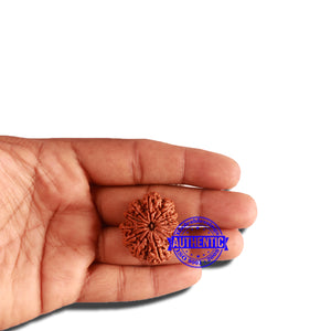 12 Mukhi Nepalese Rudraksha - Bead No. 268