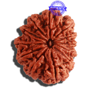 12 Mukhi Nepalese Rudraksha - Bead No. 268