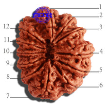 Load image into Gallery viewer, 12 Mukhi Nepalese Rudraksha - Bead No. 268
