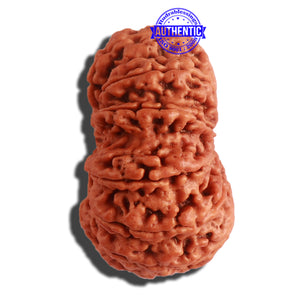 12 Mukhi Nepalese Rudraksha - Bead No. 268