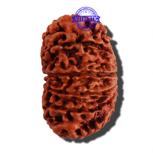 12 Mukhi Nepalese Rudraksha - Bead No 49