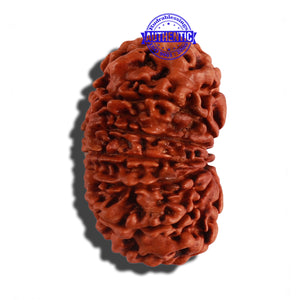 12 Mukhi Nepalese Rudraksha - Bead No 49