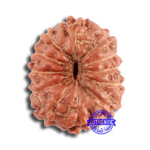 Load image into Gallery viewer, 12 Mukhi Indonesian Rudraksha - Bead No. 279
