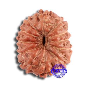 12 Mukhi Indonesian Rudraksha - Bead No. 279