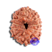 Load image into Gallery viewer, 12 Mukhi Indonesian Rudraksha - Bead No. 279
