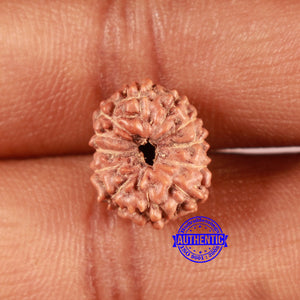 12 Mukhi Indonesian Rudraksha - Bead No. 279