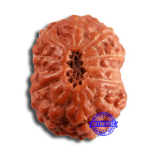 Load image into Gallery viewer, 12 Mukhi Indonesian Rudraksha - Bead No. 284
