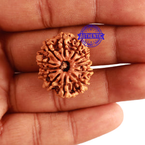 13 Mukhi Nepalese Rudraksha - Bead No. 245