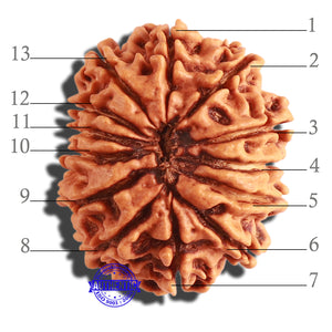 13 Mukhi Nepalese Rudraksha - Bead No. 245