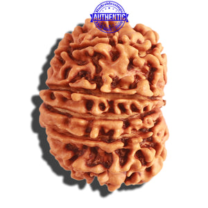 13 Mukhi Nepalese Rudraksha - Bead No. 245