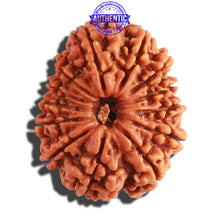 Load image into Gallery viewer, 13 Mukhi Nepalese Rudraksha - Bead No. 264
