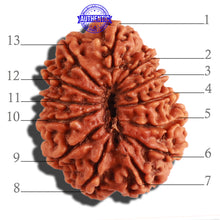 Load image into Gallery viewer, 13 Mukhi Nepalese Rudraksha - Bead No. 264
