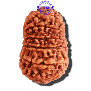 13 Mukhi Nepalese Rudraksha - Bead No. 264