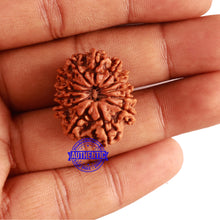 Load image into Gallery viewer, 13 Mukhi Nepalese Rudraksha - Bead No. 266
