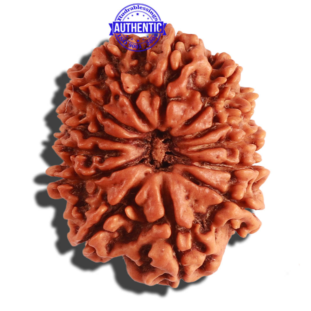 13 Mukhi Nepalese Rudraksha - Bead No. 266