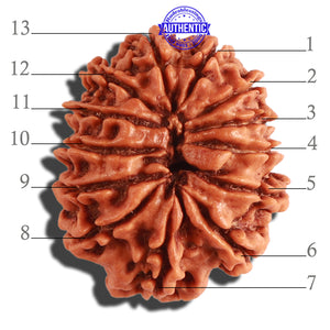 13 Mukhi Nepalese Rudraksha - Bead No. 266