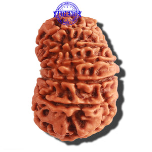 13 Mukhi Nepalese Rudraksha - Bead No. 266