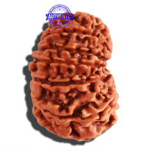 Load image into Gallery viewer, 13 Mukhi Nepalese Rudraksha - Bead No. 266
