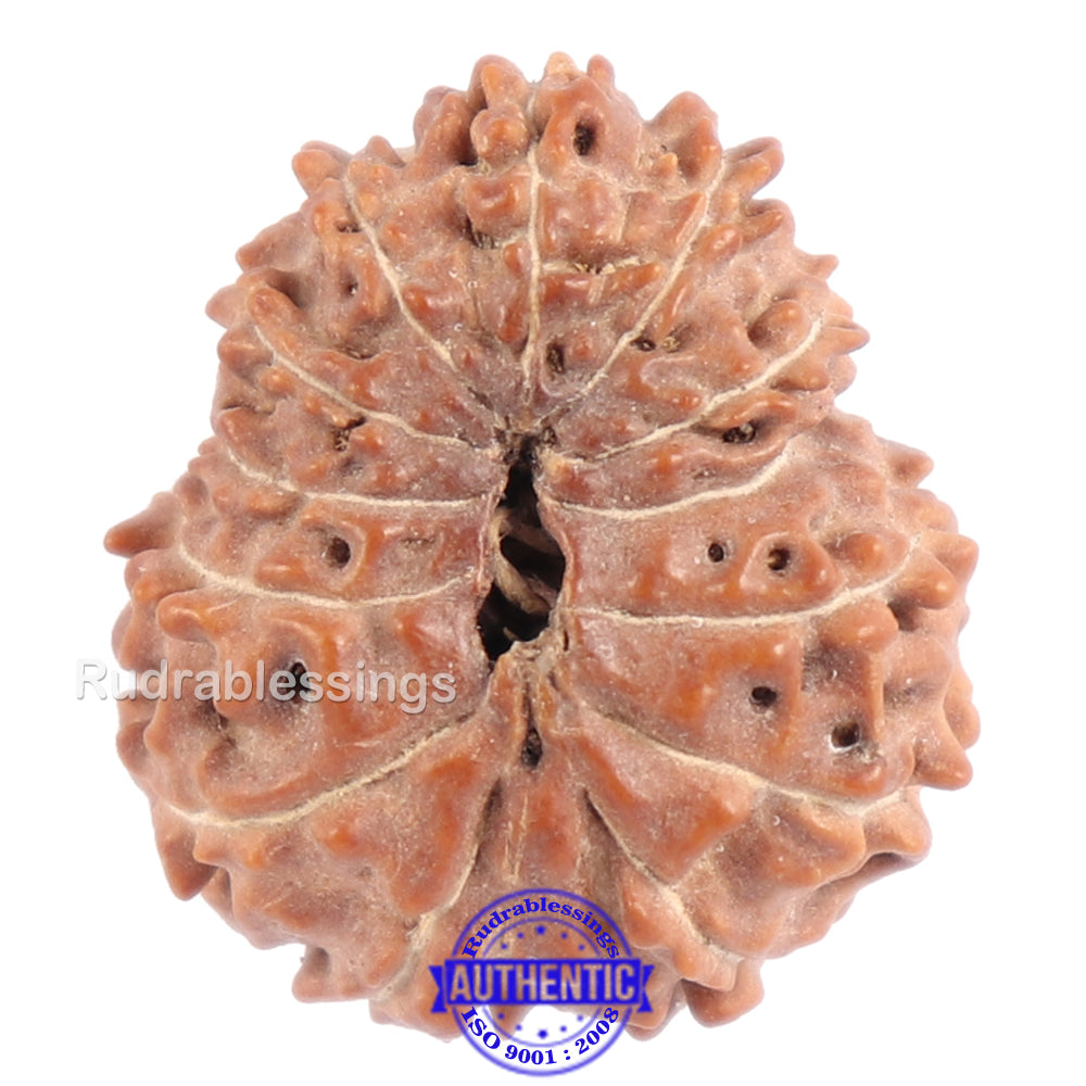 6 & 13 Mukhi (Six and 13 Face) Rudraksha good Bead Natural Nepal and Indonesian (Java) Bead Bracelet