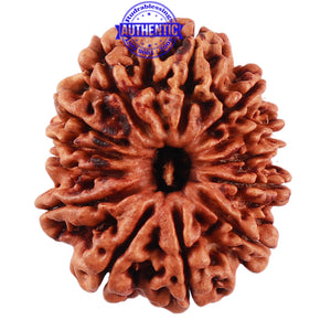 13 Mukhi Nepalese Rudraksha - Bead No. 172