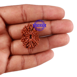 13 Mukhi Nepalese Rudraksha - Bead No. 138