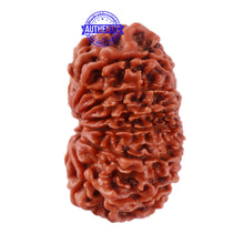 Load image into Gallery viewer, 13 Mukhi Nepalese Rudraksha - Bead No. 138
