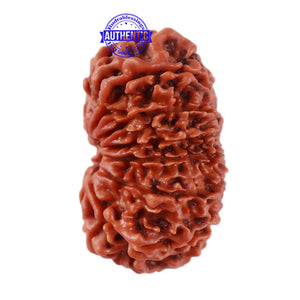 13 Mukhi Nepalese Rudraksha - Bead No. 138