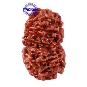 13 Mukhi Nepalese Rudraksha - Bead No. 138