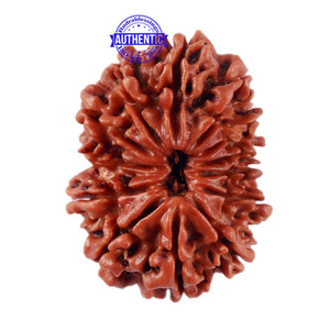 13 Mukhi Nepalese Rudraksha - Bead No. 138