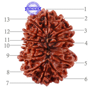 13 Mukhi Nepalese Rudraksha - Bead No. 138