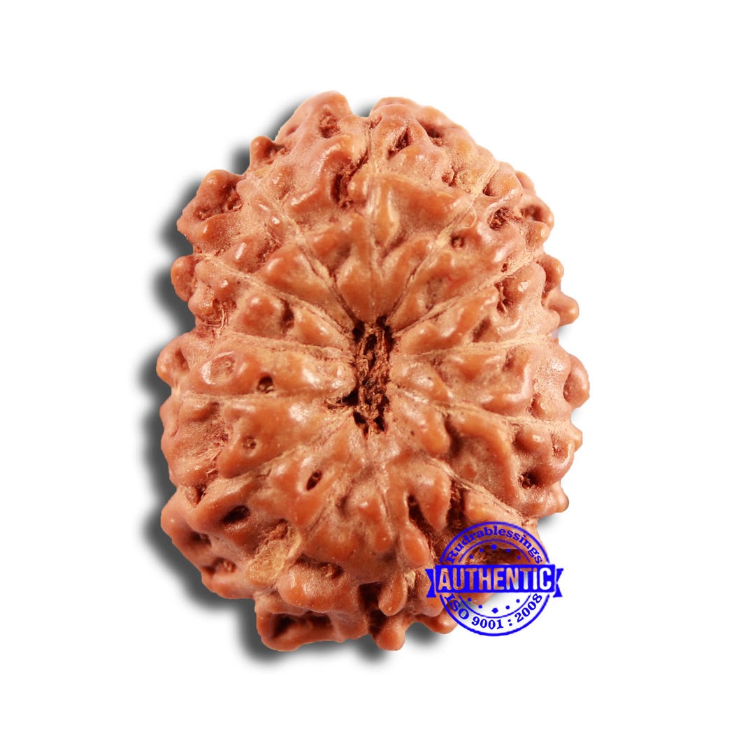 13 Mukhi Indonesian Rudraksha - Bead No 233