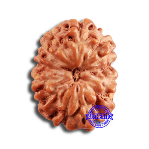 13 Mukhi Indonesian Rudraksha - Bead No 233