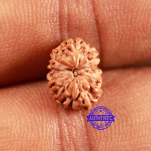 Load image into Gallery viewer, 13 Mukhi Indonesian Rudraksha - Bead No 233
