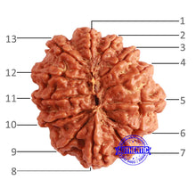 Load image into Gallery viewer, 13 Mukhi Nepalese Rudraksha - Bead No. 297
