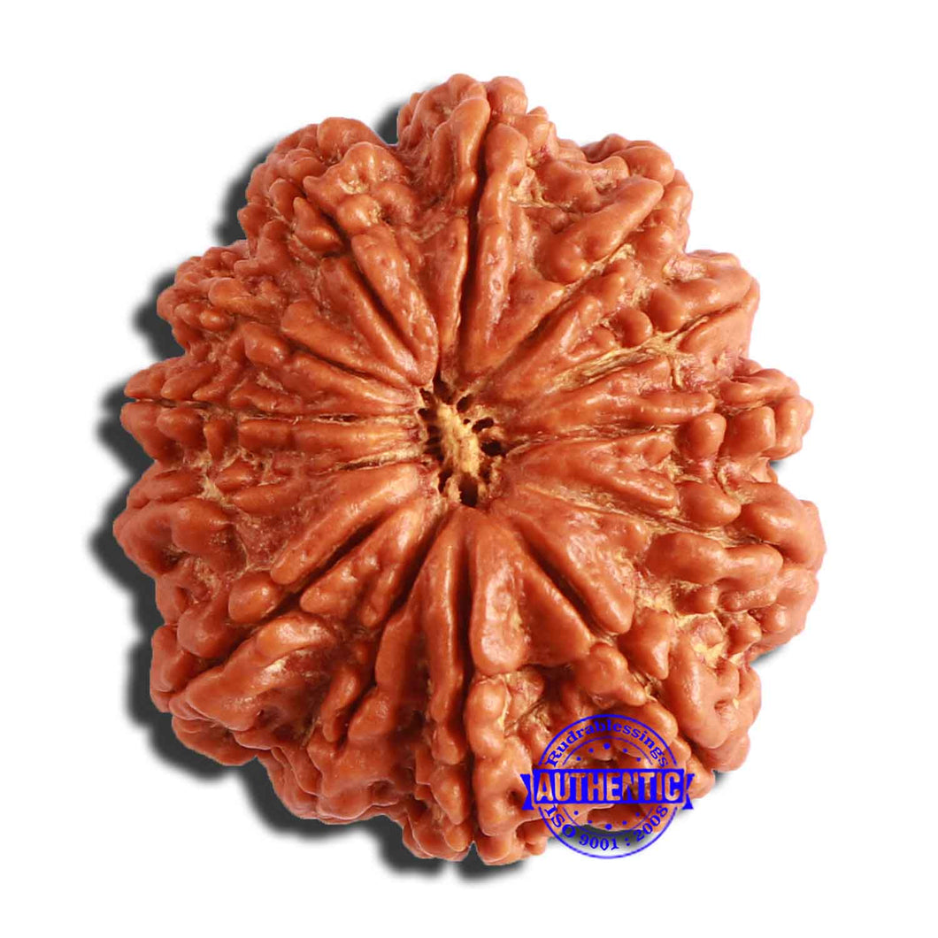 13 Mukhi Nepalese Rudraksha - Bead No. 297