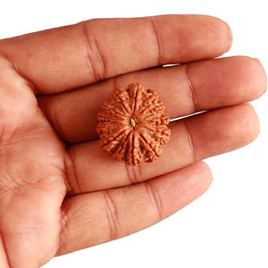 13 Mukhi Nepalese Rudraksha - Bead No. 297