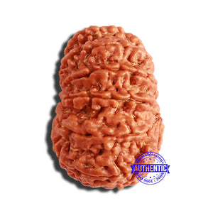 13 Mukhi Nepalese Rudraksha - Bead No. 297