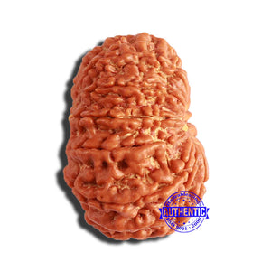 13 Mukhi Nepalese Rudraksha - Bead No. 297