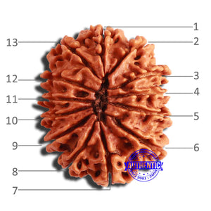 13 Mukhi Nepalese Rudraksha - Bead No. 300