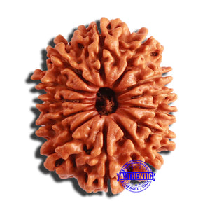 13 Mukhi Nepalese Rudraksha - Bead No. 300