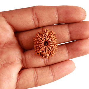 13 Mukhi Nepalese Rudraksha - Bead No. 300