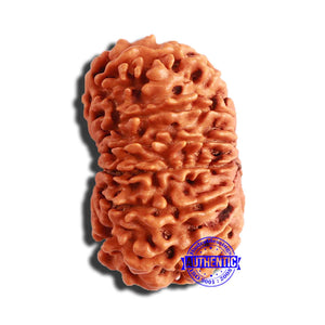 13 Mukhi Nepalese Rudraksha - Bead No. 300