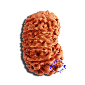 13 Mukhi Nepalese Rudraksha - Bead No. 300