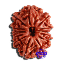 Load image into Gallery viewer, 13 Mukhi Nepalese Rudraksha - Bead No. 302
